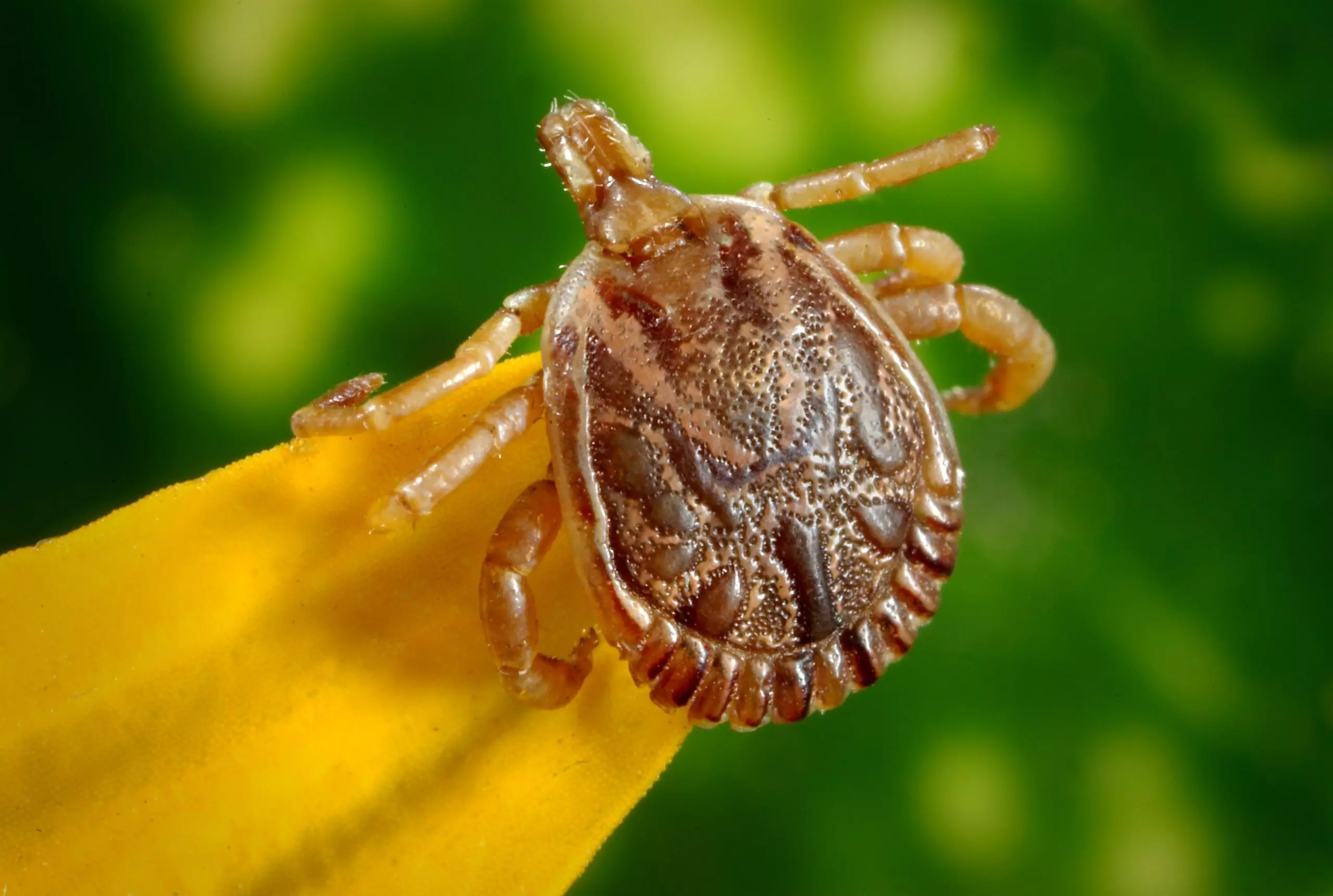 Are medieval times are back? : Bed bug infestations and how to save yourselves
