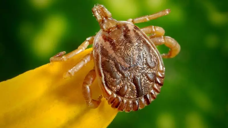 Are medieval times are back? : Bed bug infestations and how to save yourselves